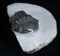 Arched Coltraneia Trilobite - Awesome Eyes #1989-4